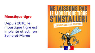 Moustique tigre en Seine-et-Marne