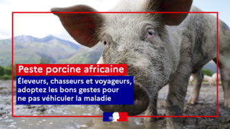 Détection de cas de peste porcine africaine sur des sangliers dans le nord de l'Italie 